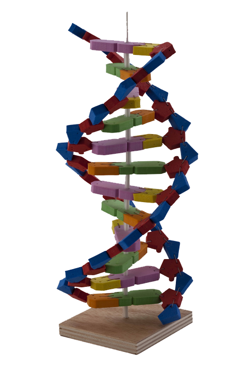 DNA model